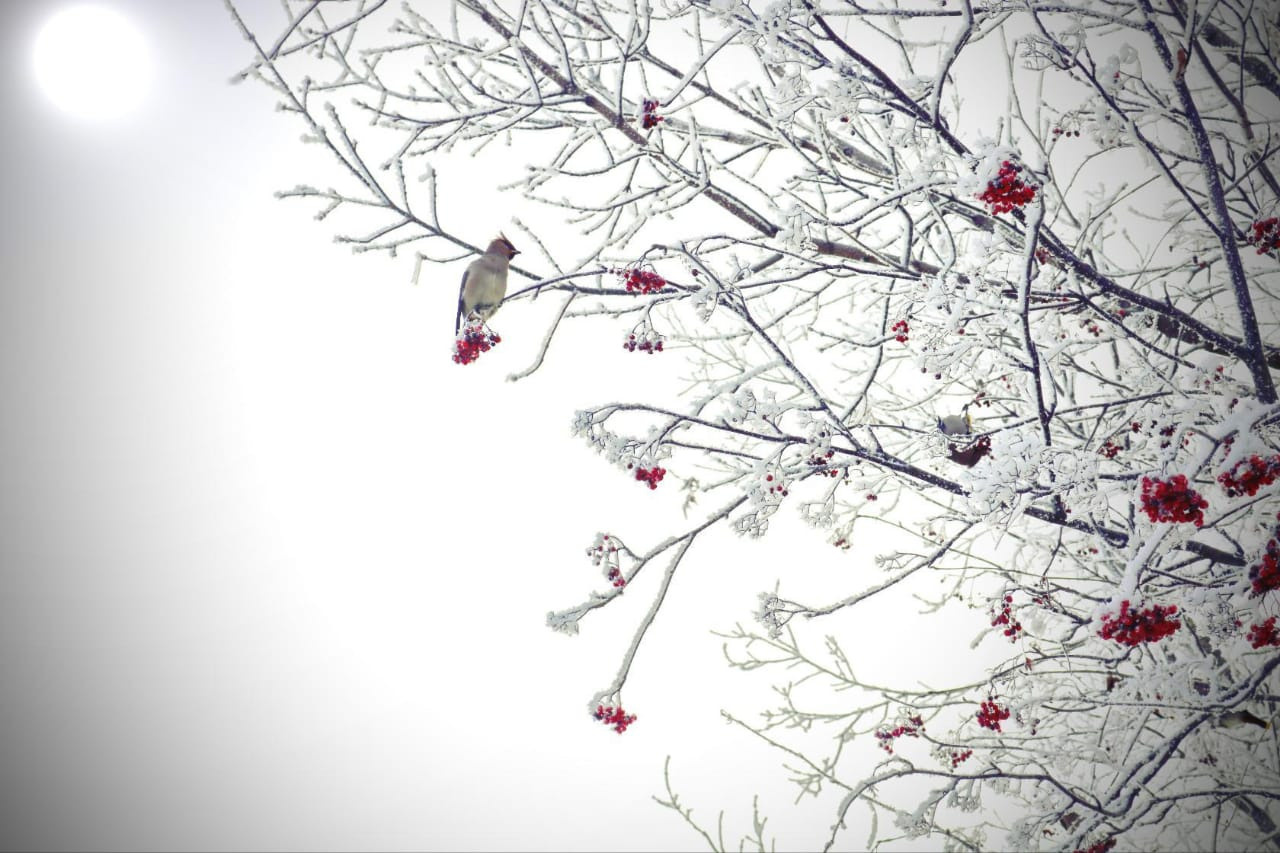 Фотограф Татьяна Марсуверских г. Жуковский, Москва. Репортажные съёмки, фотосессии, фотограф анималист, артфотограф, фотограф пейзажист. Фотограф для маркетплейсов, фотоуслуги в Жуковском Татьяна Марсуверских