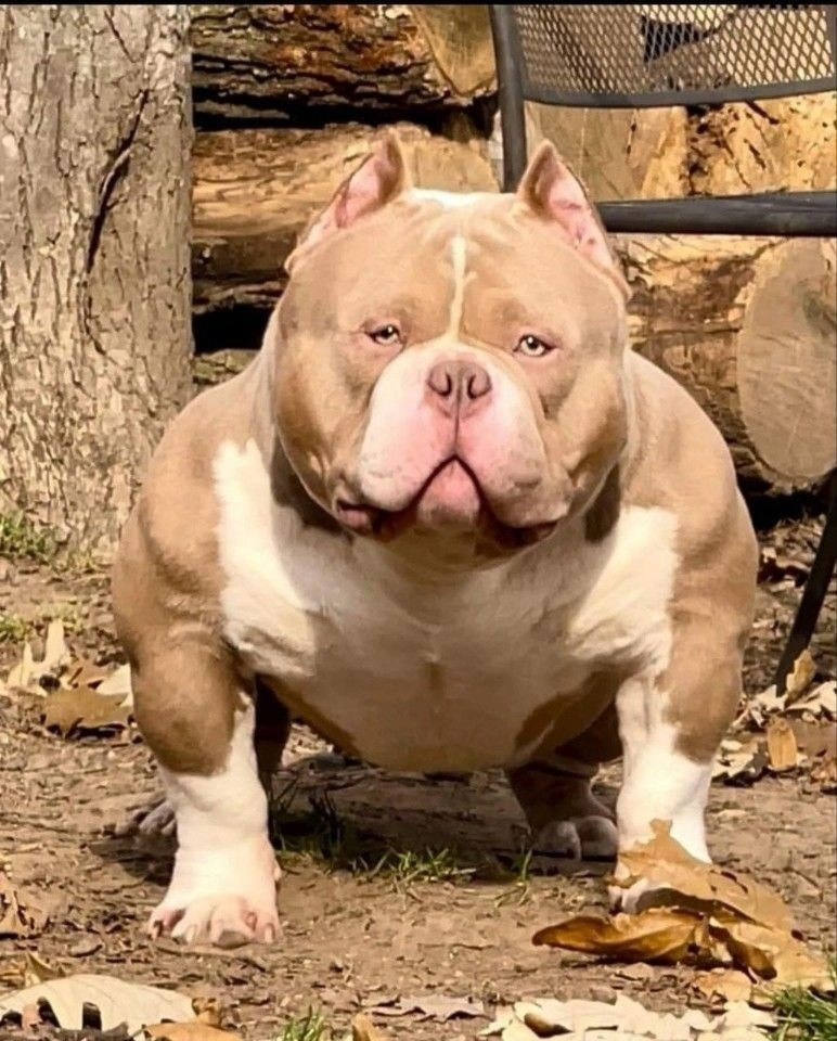 мышечный American Bully