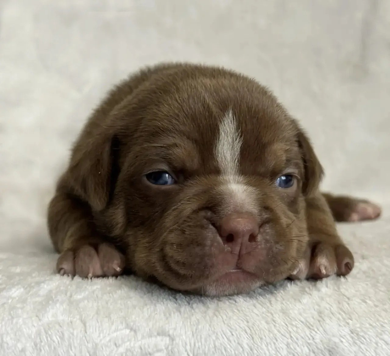 булли в шоколодном окрасе