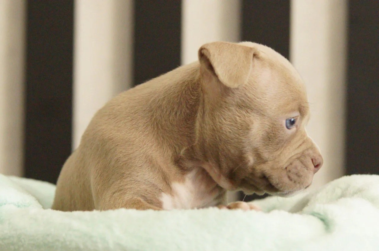 Щенки Американский булли. ПИТОМНИК СОБАК ПОРОДЫ АМЕРИКАНСКИЙ БУЛЛИ