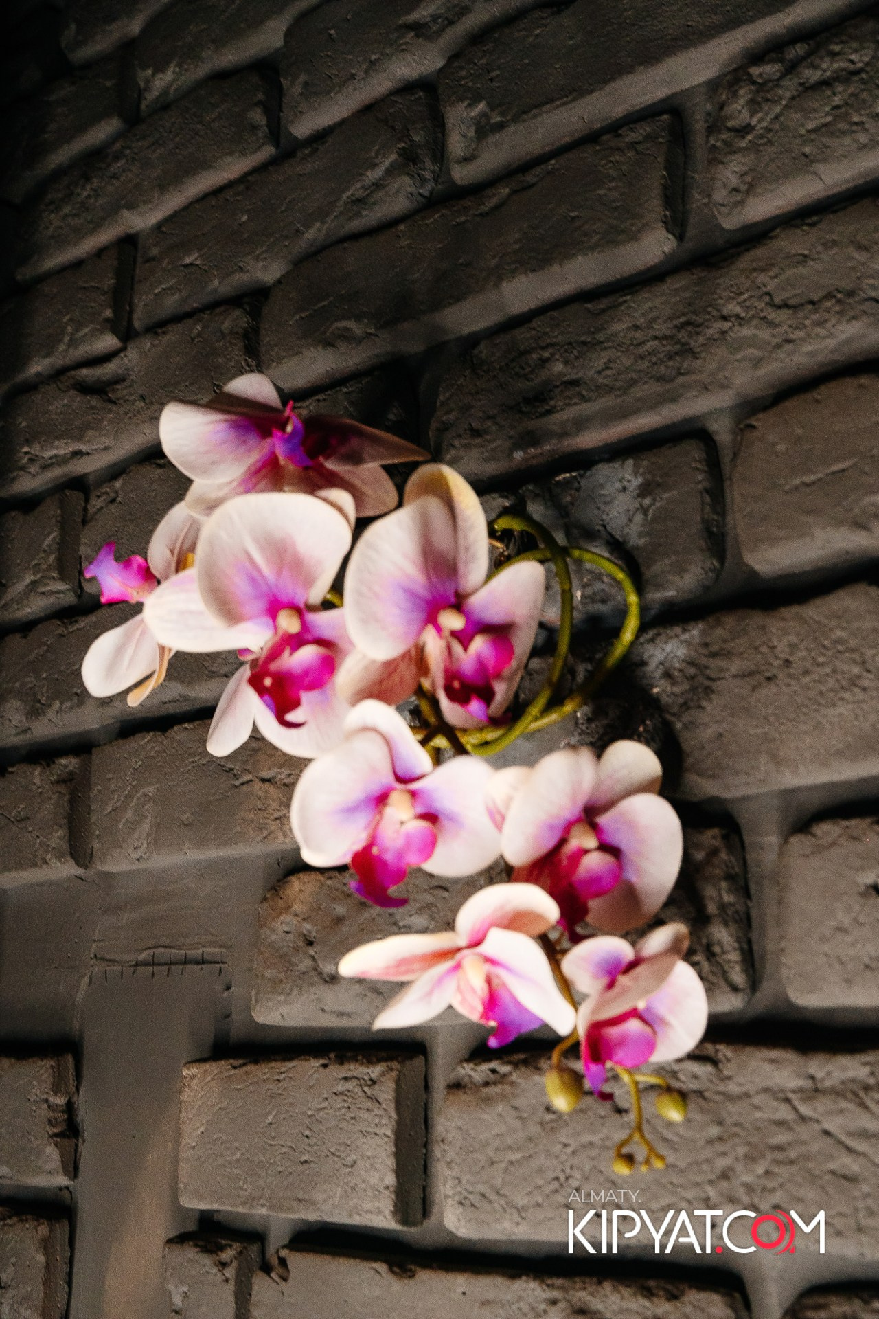 НАКАТИКА. КИПЯТКОМ АЛМАТЫ!