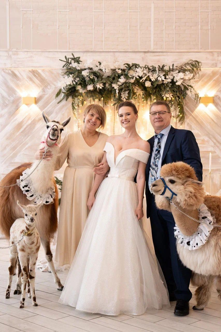 Шоу с Ламой. Подрядчики и друзья сети свадебных площадок House for wedding