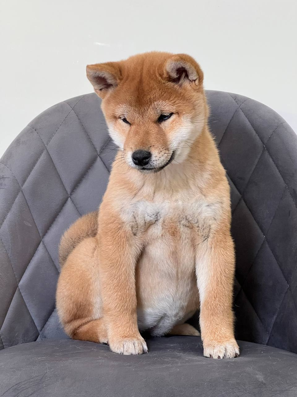 Сиба Rubylight Zoe питомник Рубилайт 