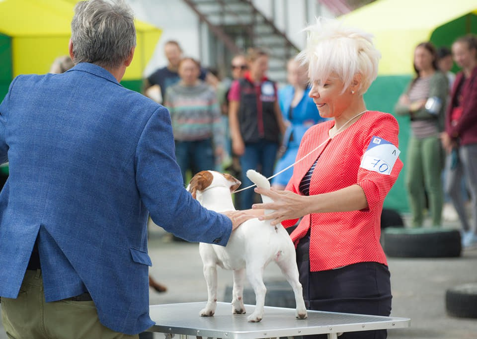 UNIKA LARKY ONLINE. КАНЕ МАЭСТРО — питомник Джек рассел терьеров