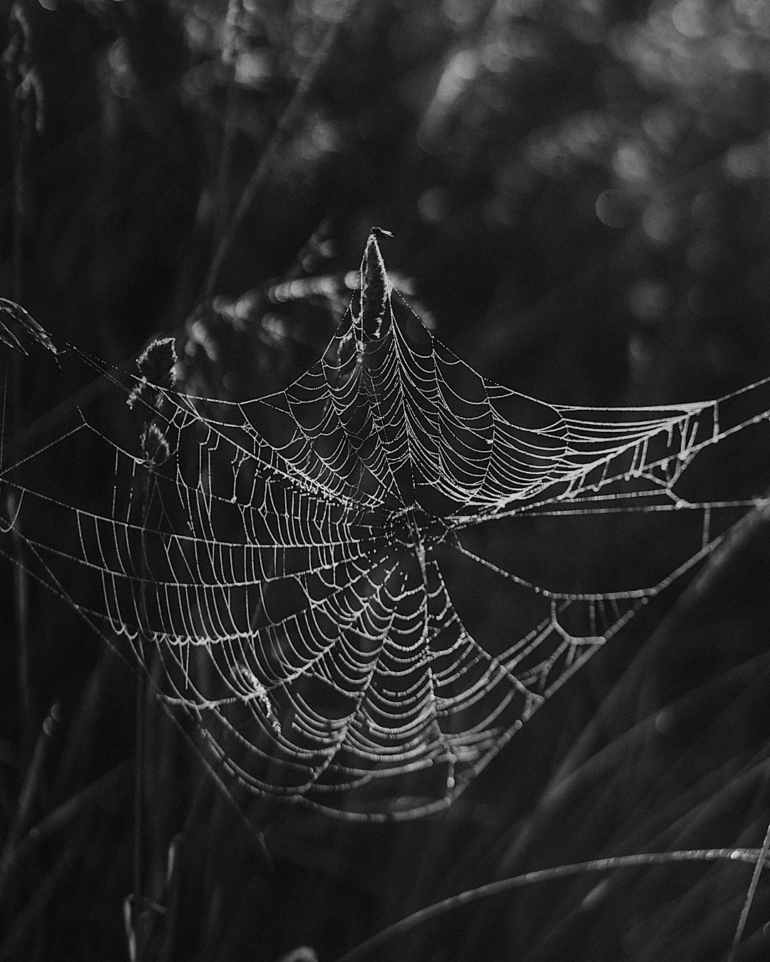 Рина и Марси. Фотограф анималист в Москве и Санкт-Петербурге Свиридова Анна