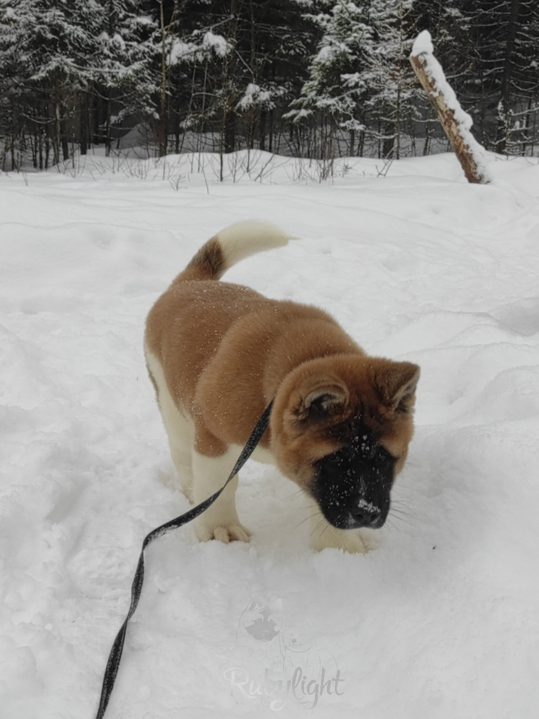 щенки Акита американская купить санкт-петербург питомник RUBYLIGHT BIYA & Dilinze's Hause Orion