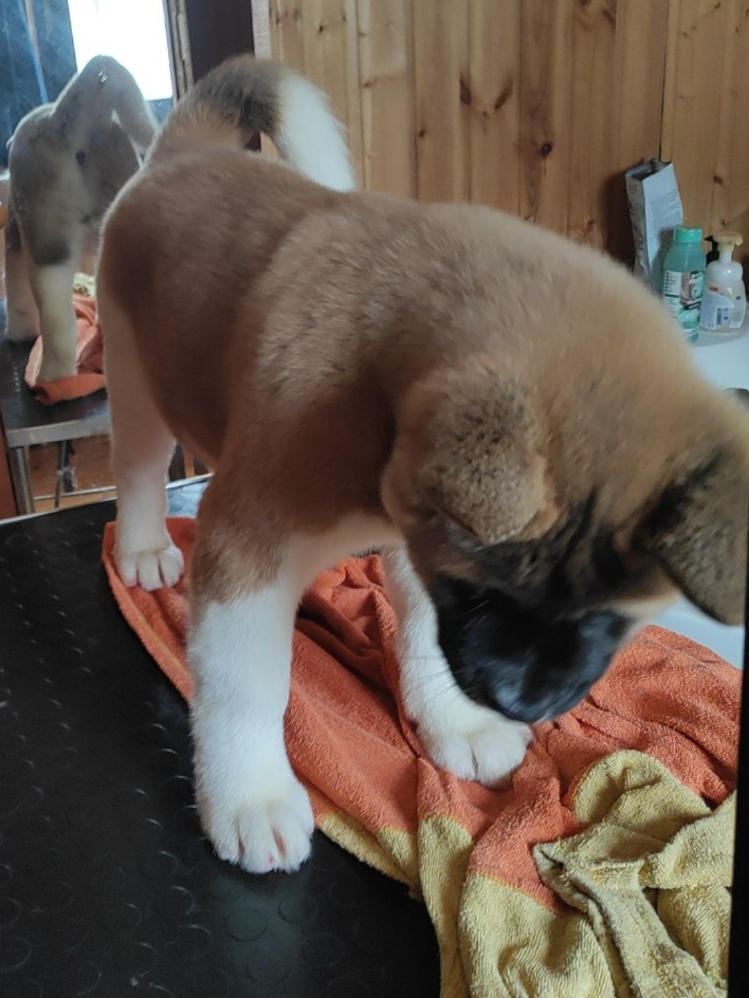 щенки Акита американская купить санкт-петербург питомник RUBYLIGHT BIYA & Dilinze's Hause Orion