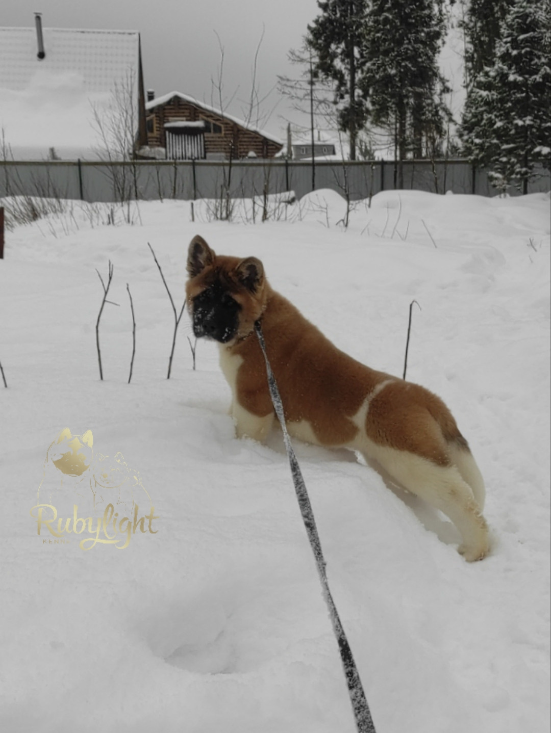 щенки Акита американская купить санкт-петербург питомник RUBYLIGHT BIYA & Dilinze's Hause Orion