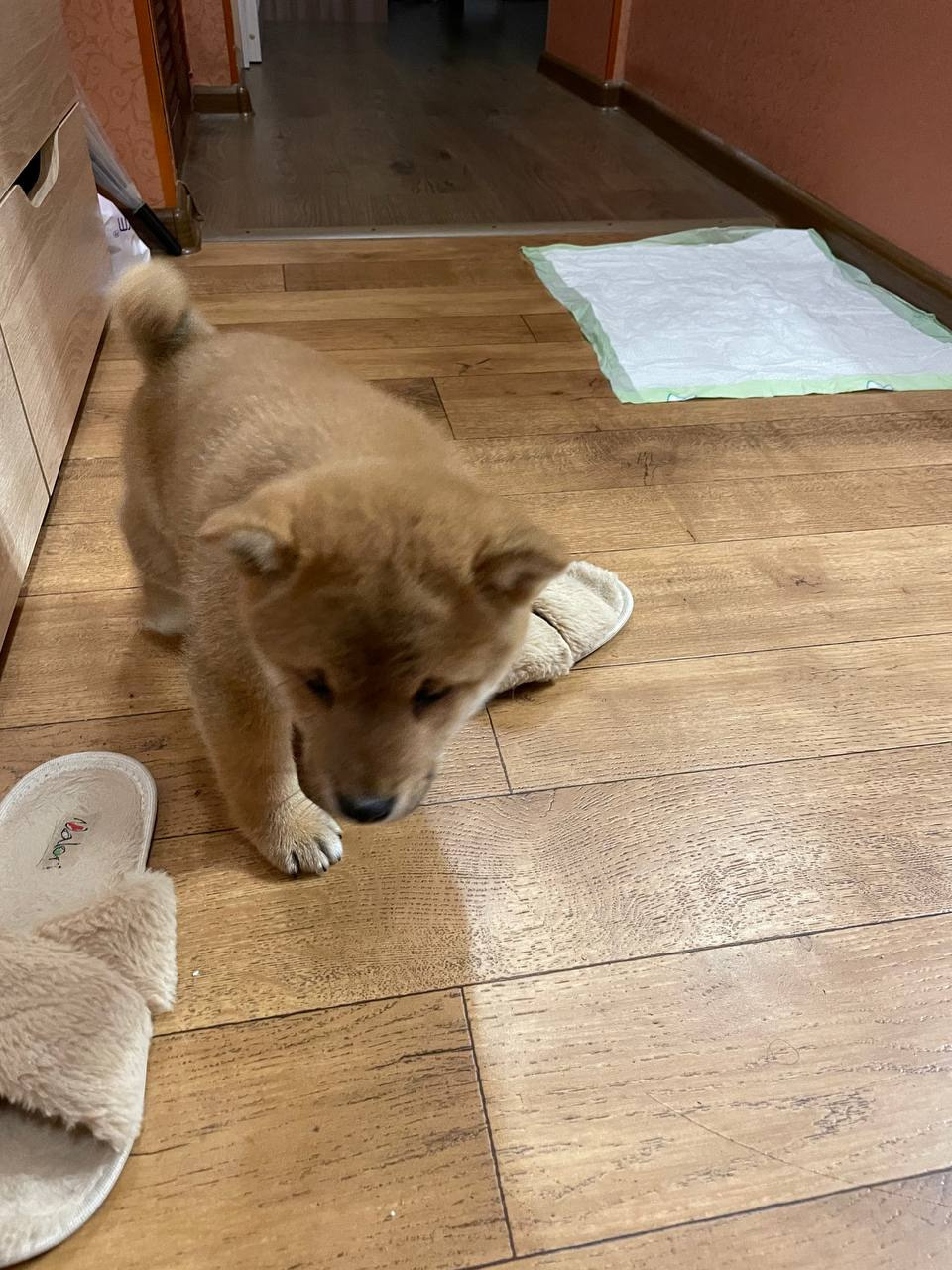 Rubylight Chester сиба питомник Рубилайт 