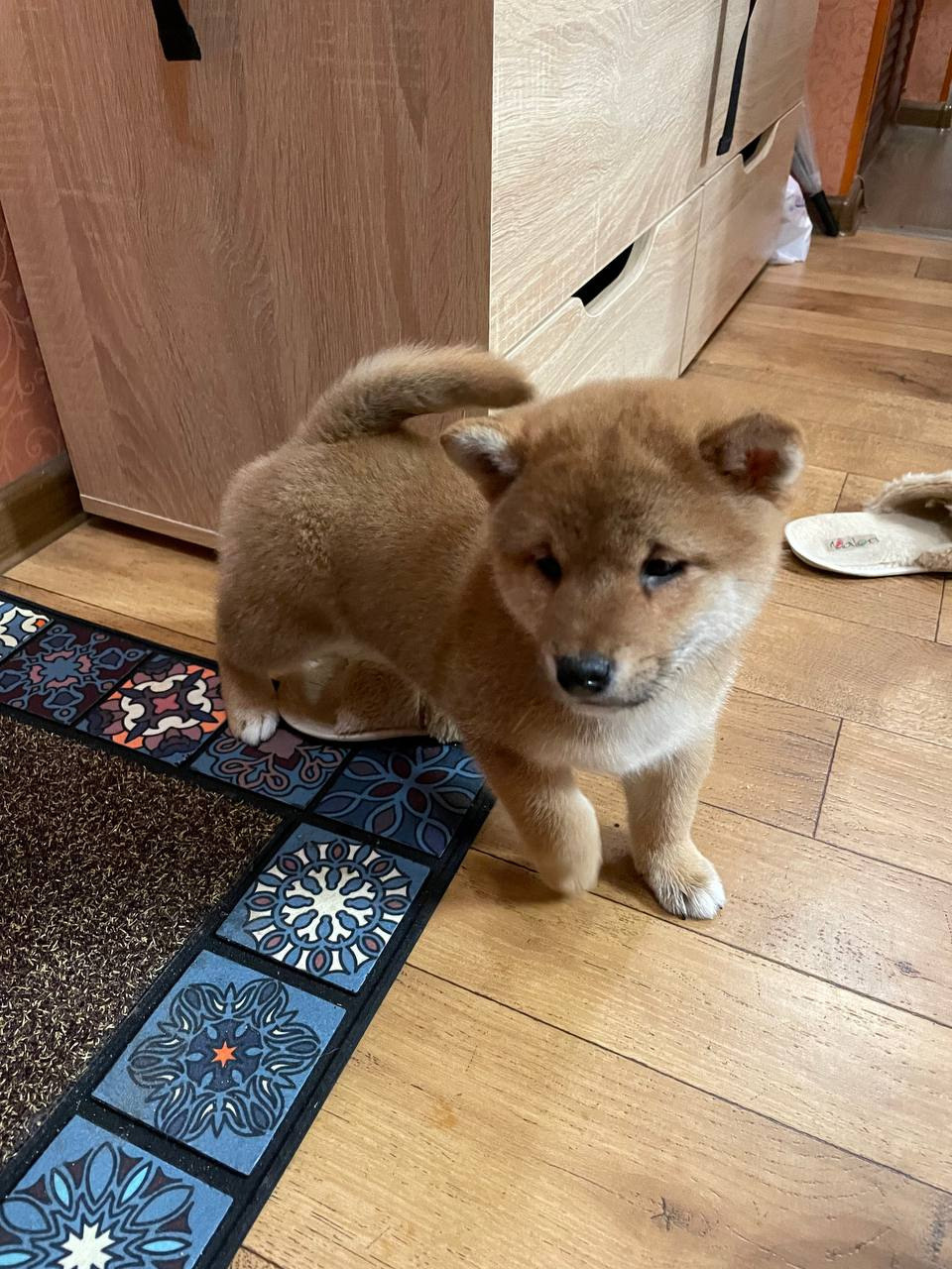 Rubylight Chester сиба питомник Рубилайт 