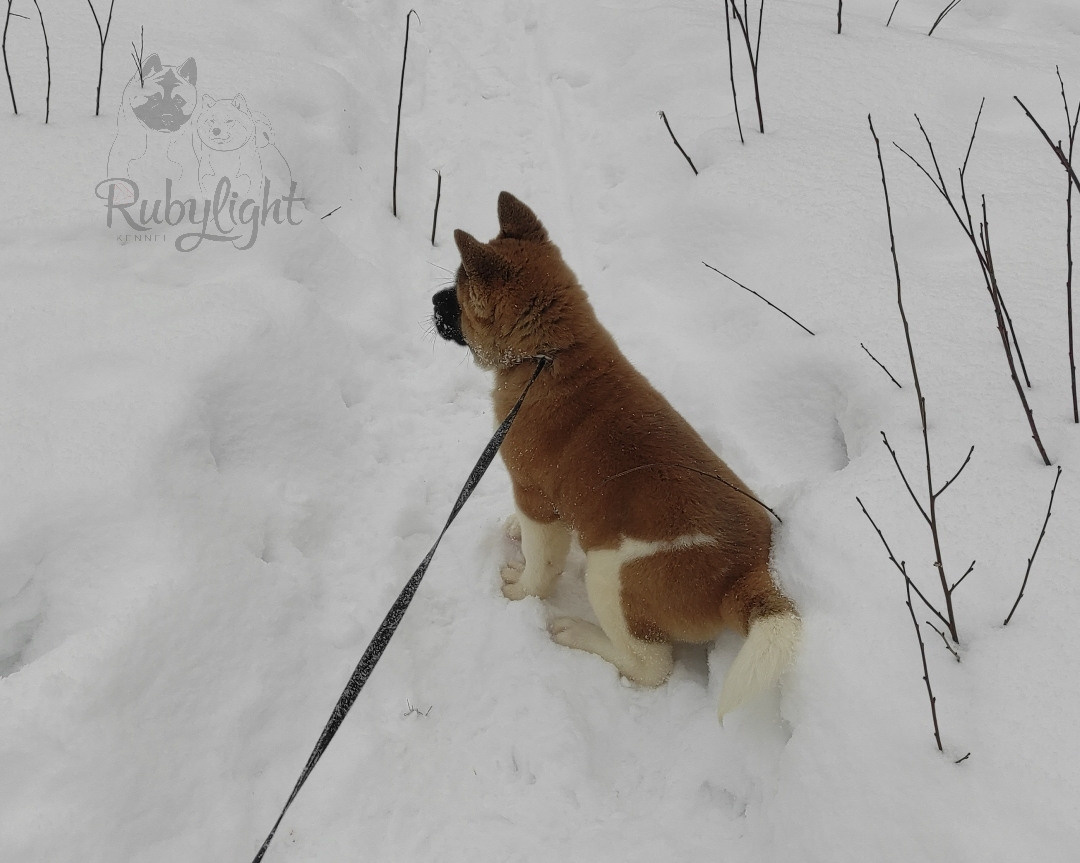 щенки Акита американская купить санкт-петербург питомник RUBYLIGHT BIYA & Dilinze's Hause Orion