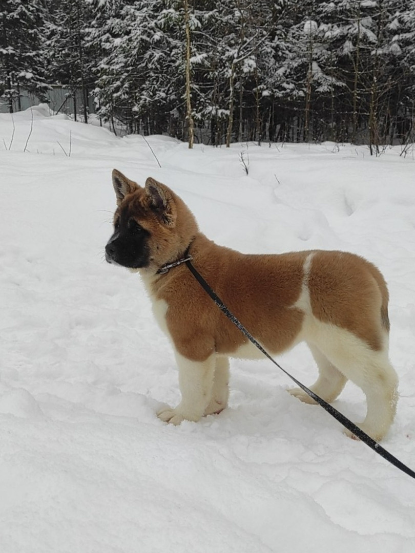 щенки Акита американская купить санкт-петербург питомник RUBYLIGHT BIYA & Dilinze's Hause Orion