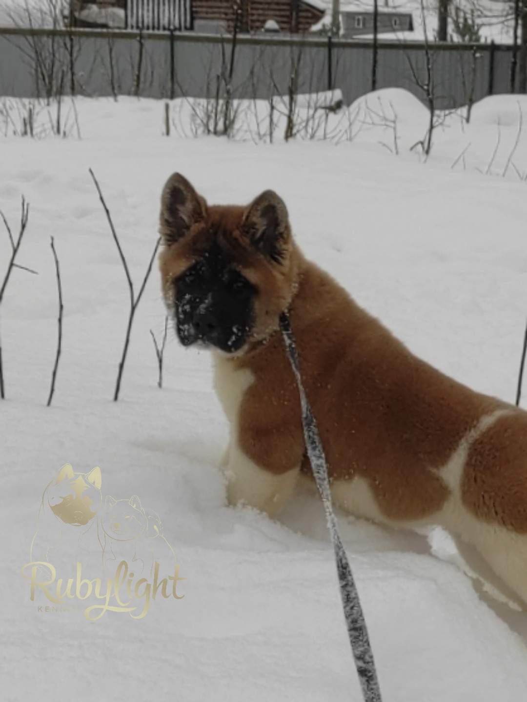 щенки Акита американская купить санкт-петербург питомник RUBYLIGHT BIYA & Dilinze's Hause Orion