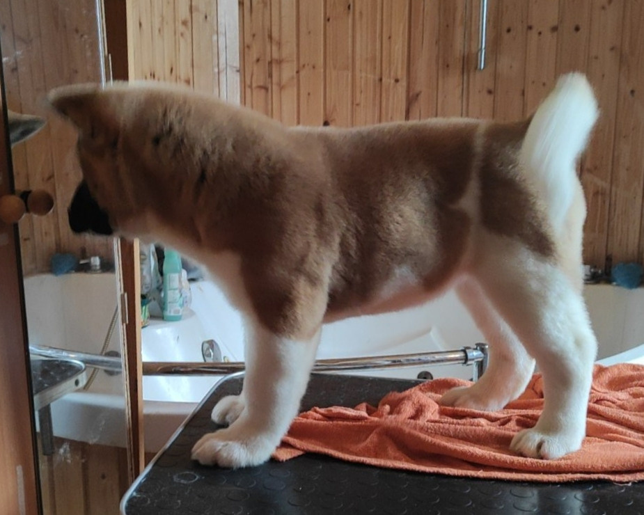 щенки Акита американская купить санкт-петербург питомник RUBYLIGHT BIYA & Dilinze's Hause Orion