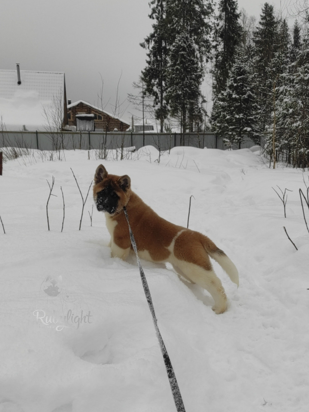 щенки Акита американская купить санкт-петербург питомник RUBYLIGHT BIYA & Dilinze's Hause Orion