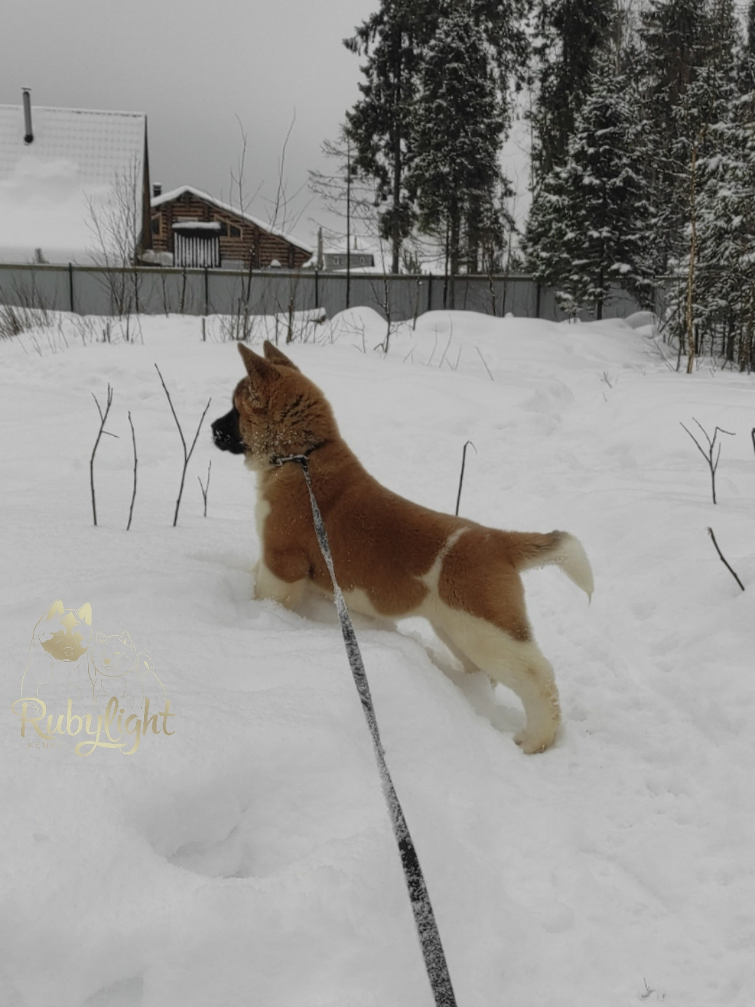 щенки Акита американская купить санкт-петербург питомник RUBYLIGHT BIYA & Dilinze's Hause Orion