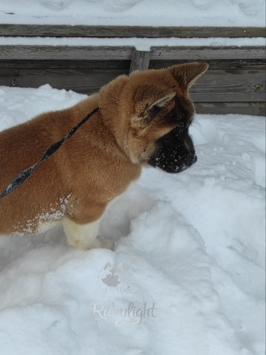 щенки Акита американская купить санкт-петербург питомник RUBYLIGHT BIYA & Dilinze's Hause Orion