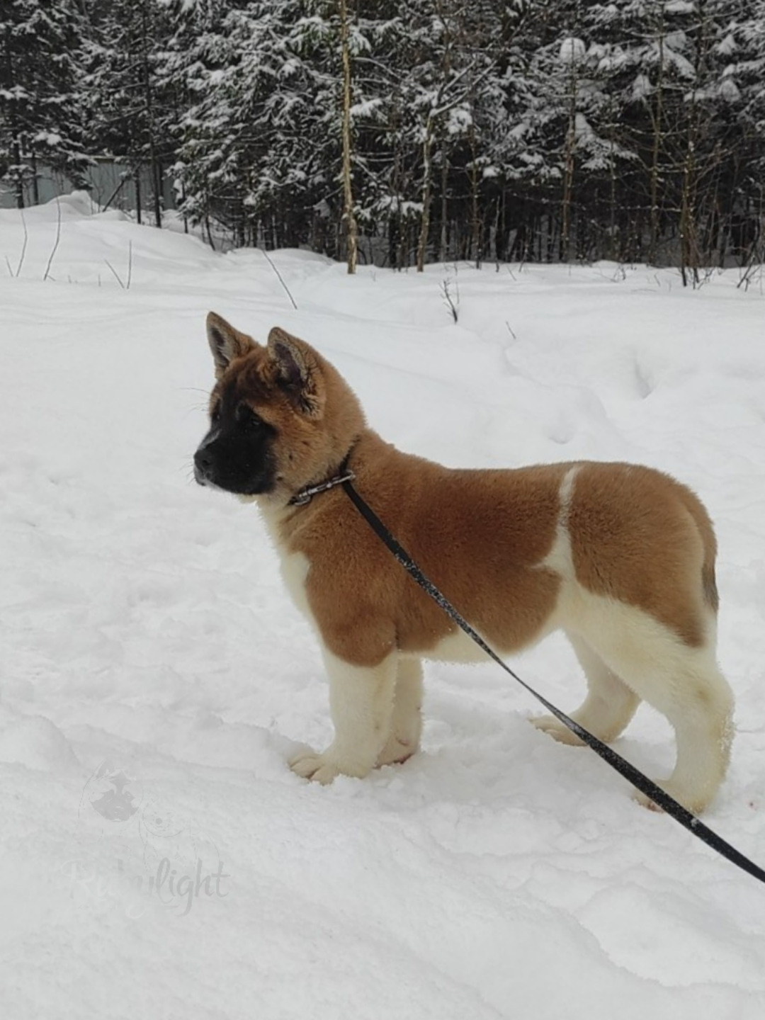 щенки Акита американская купить санкт-петербург питомник RUBYLIGHT BIYA & Dilinze's Hause Orion
