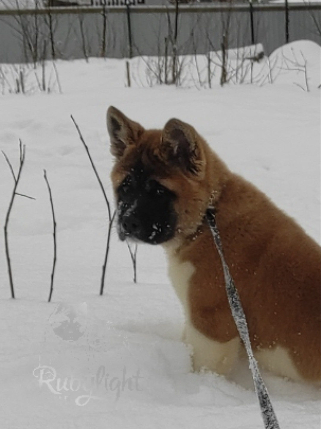 щенки Акита американская купить санкт-петербург питомник RUBYLIGHT BIYA & Dilinze's Hause Orion