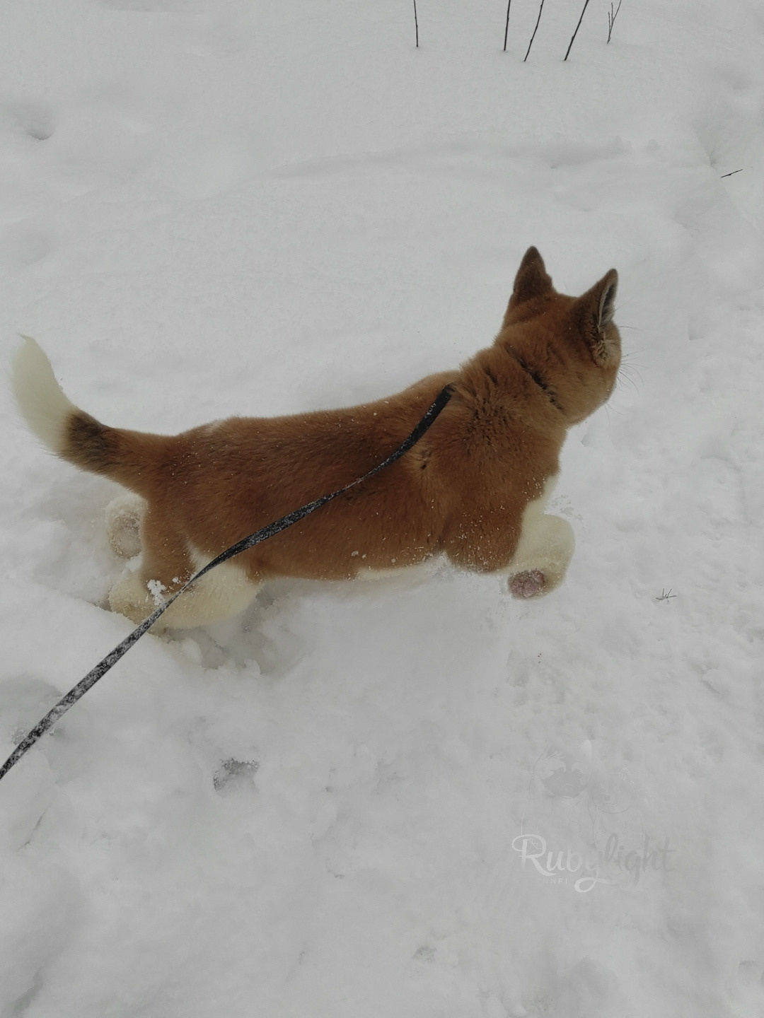 щенки Акита американская купить санкт-петербург питомник RUBYLIGHT BIYA & Dilinze's Hause Orion