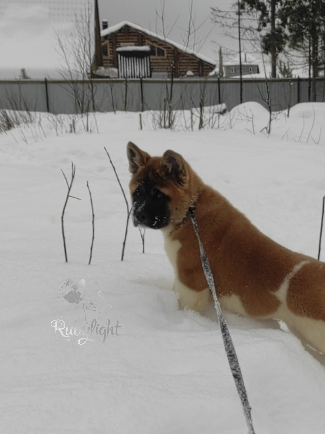 щенки Акита американская купить санкт-петербург питомник RUBYLIGHT BIYA & Dilinze's Hause Orion