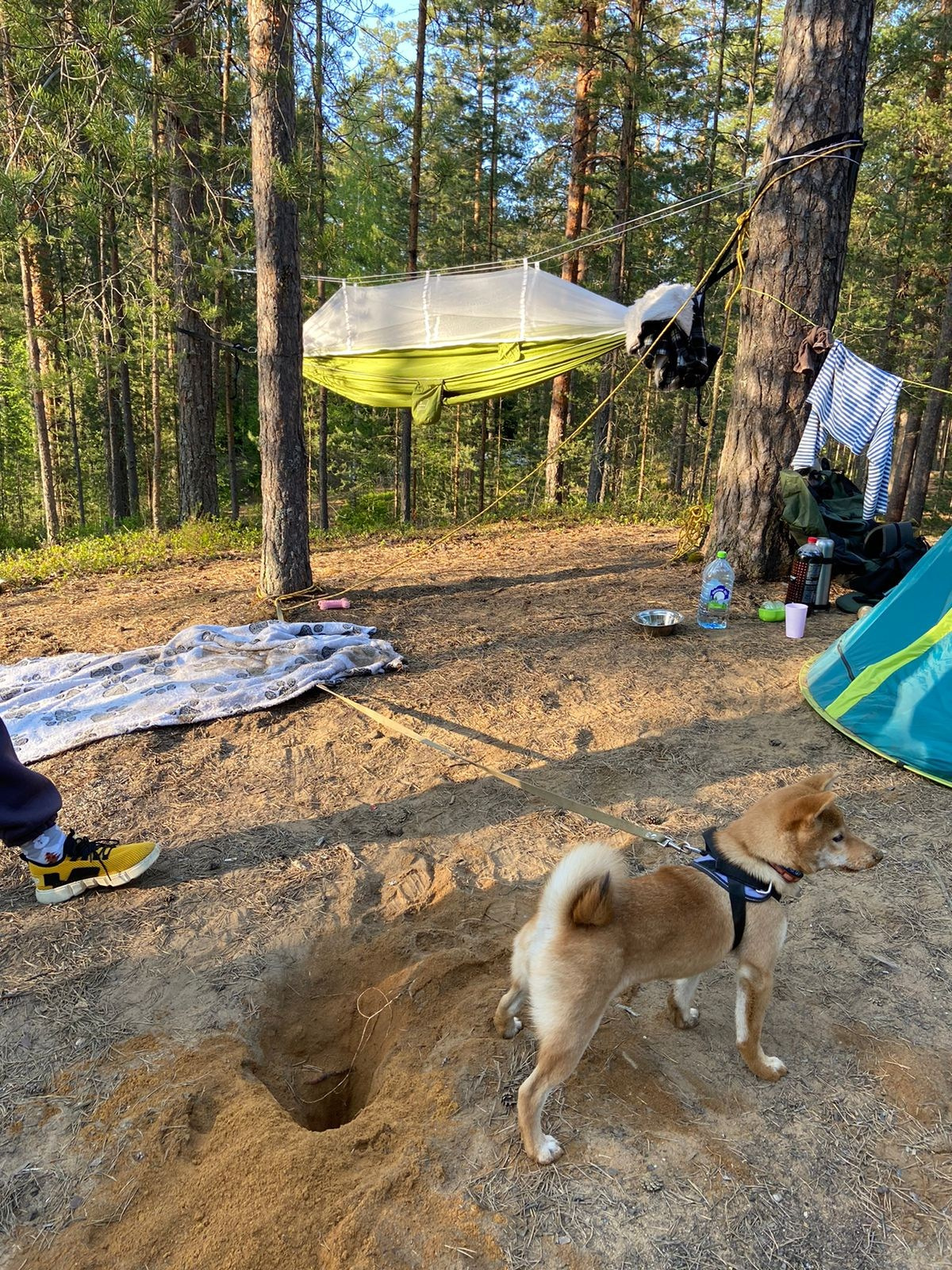 сиба питомник Рубилайт щенки на продажу rubylight  сиба щенки купить