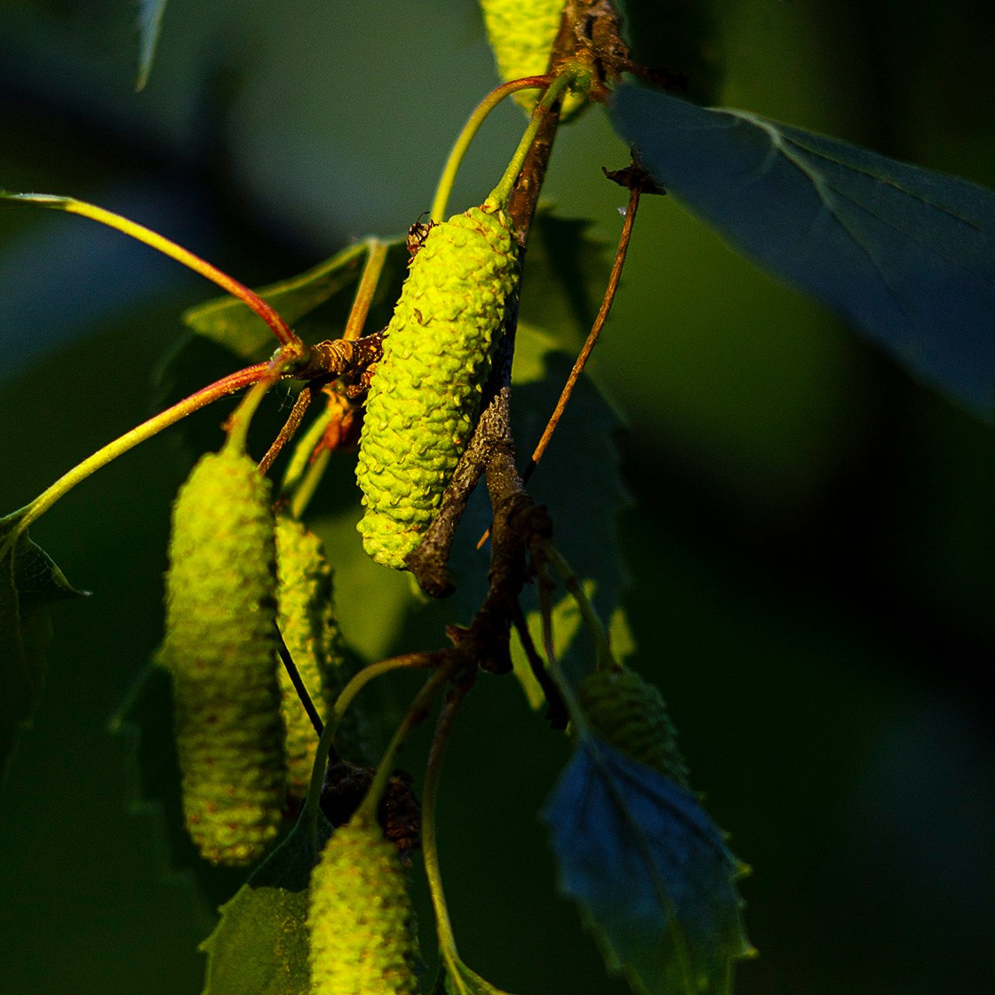 Деревья. Природа севера