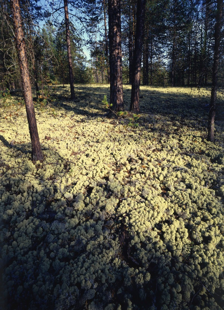 Саяны. ВАДИМ ГИППЕНРЕЙТЕР — ВЕЛИКИЙ ФОТОГРАФ ЗЕМЛИ РУССКОЙ