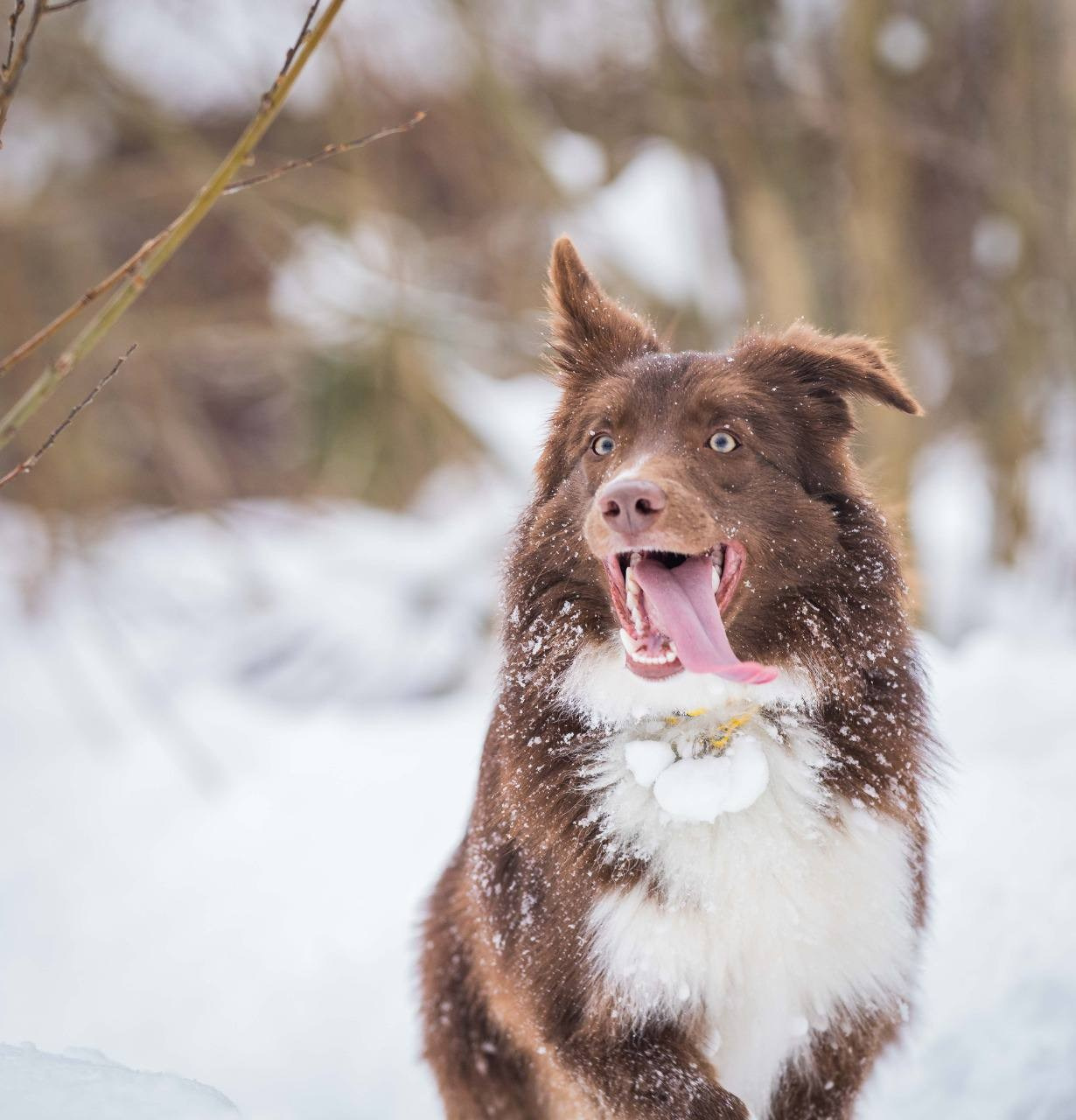 Фритсвит. Семейный фотограф Ефремова Виктория