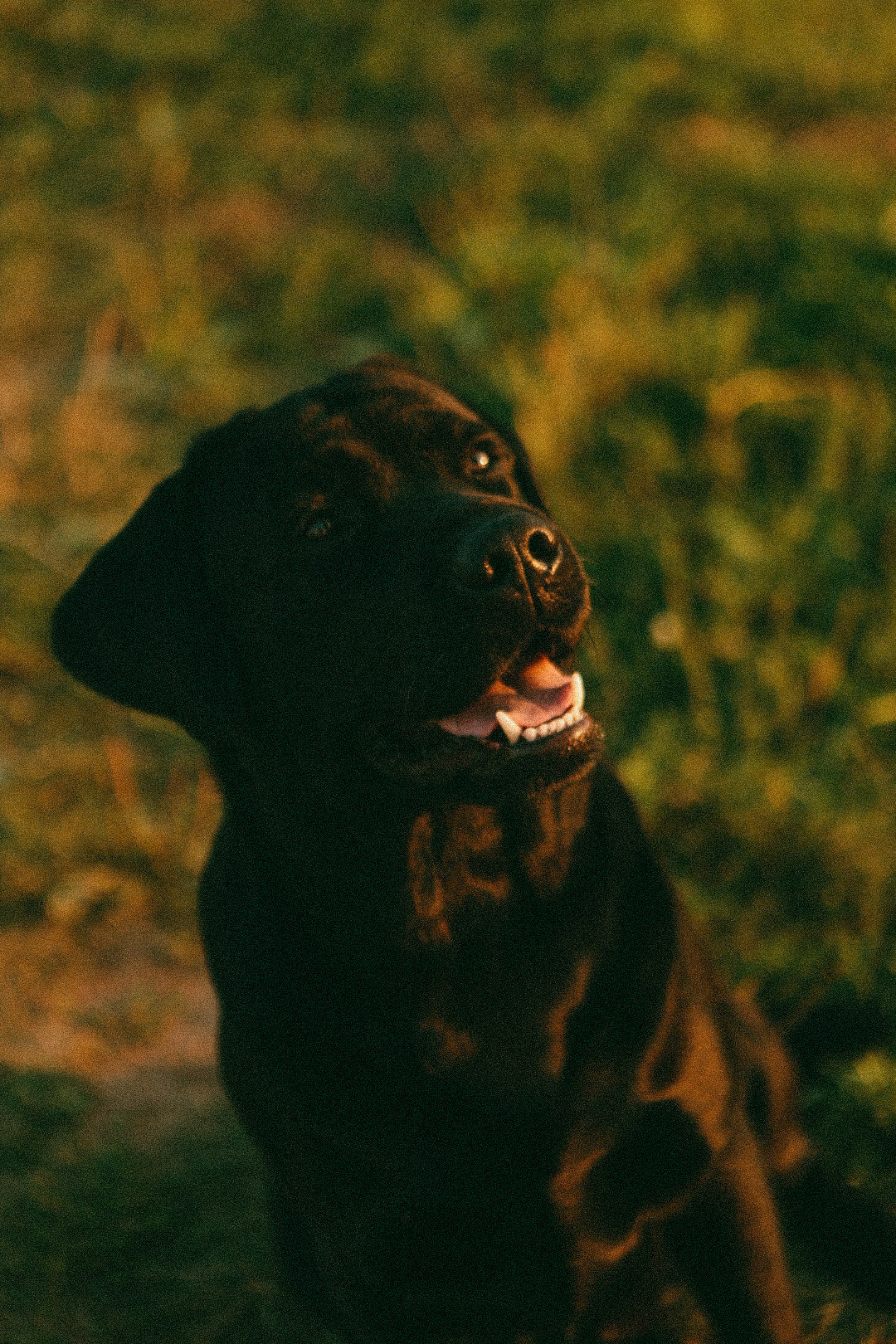 Лёша Оля и Бозя. Фотограф Нижний Новгород