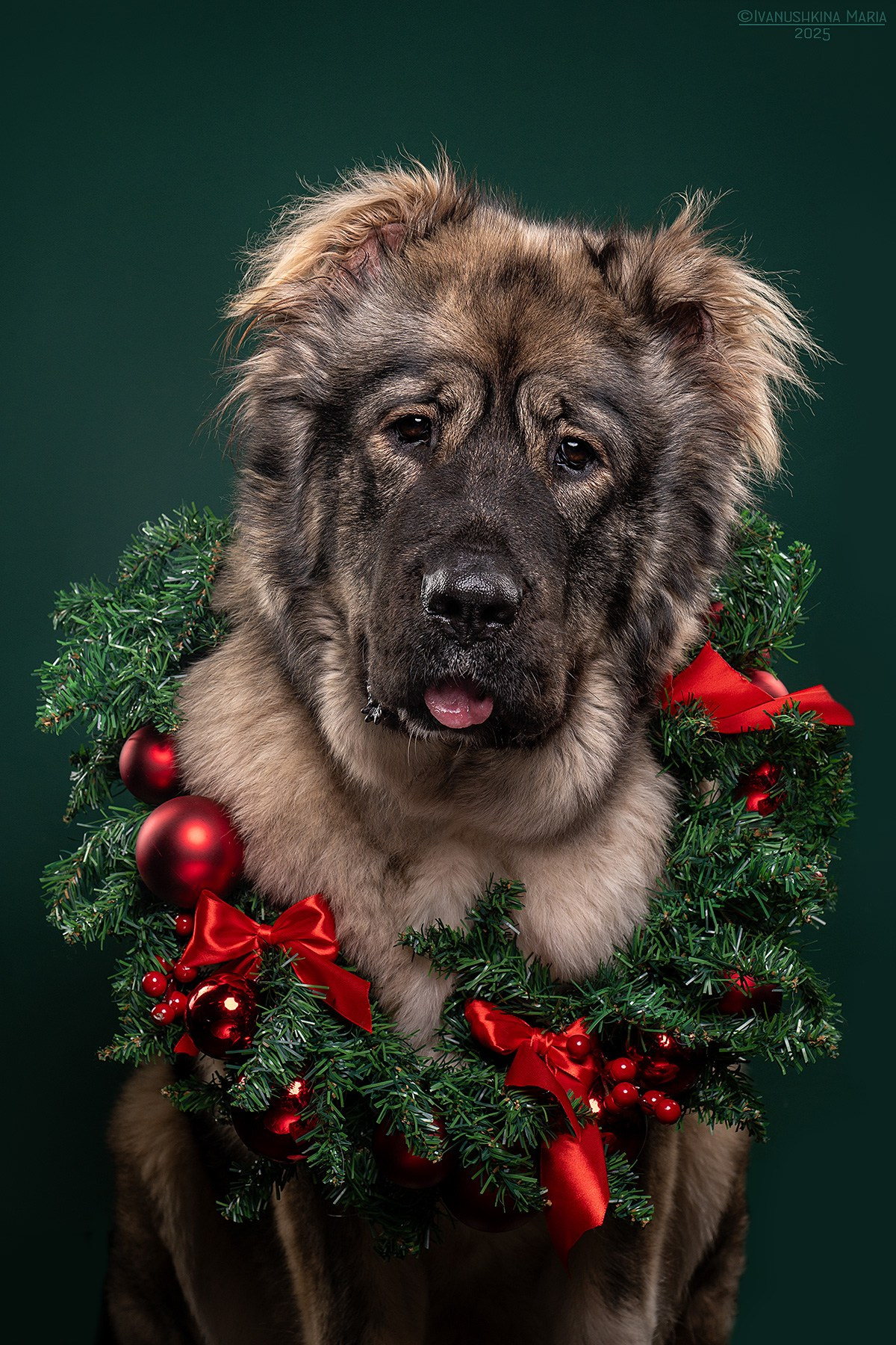 Фотосессия собаки в студии. Фотограф собак в Москве и Московской области Иванушкина Мария