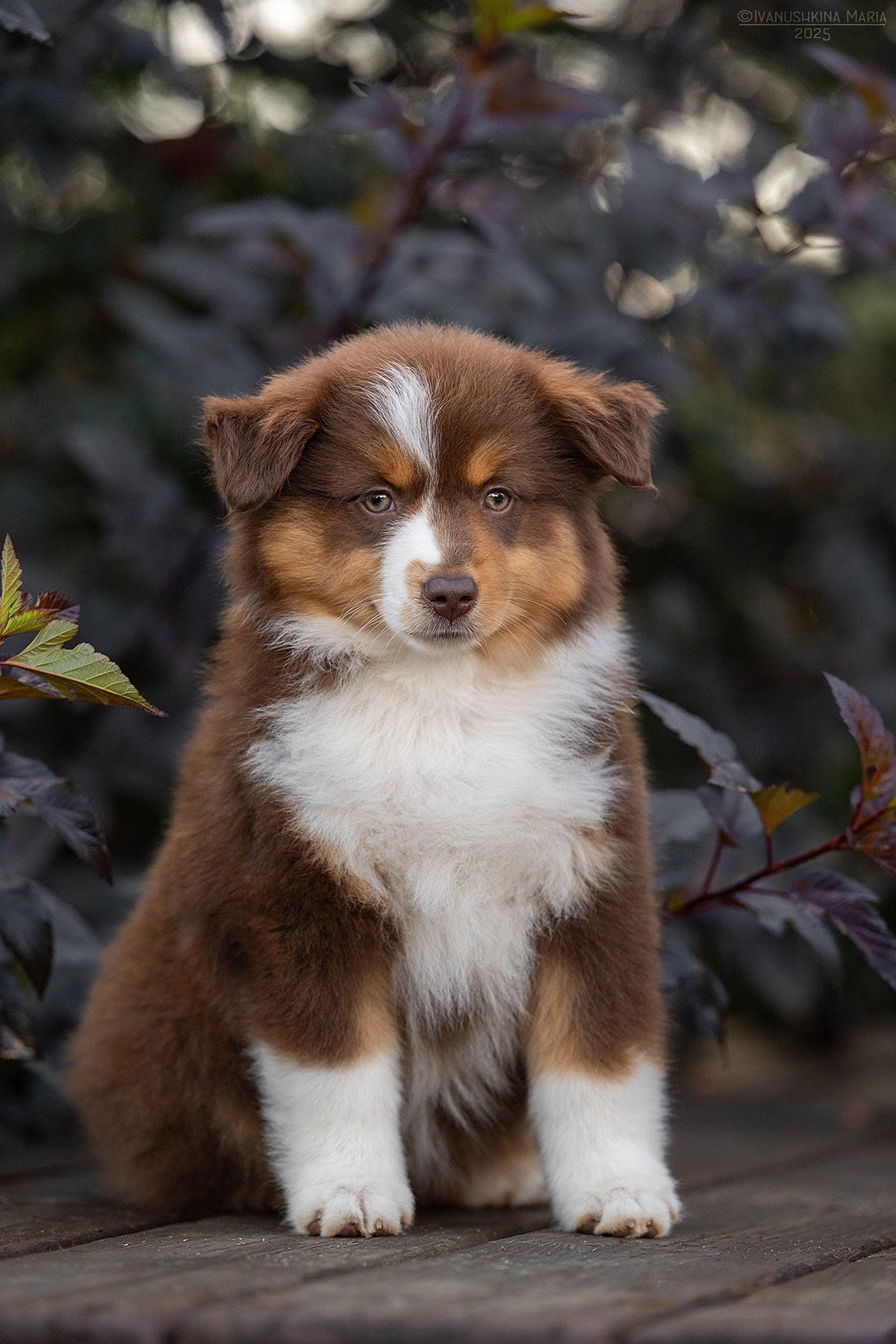 Фотосессия щенков на продажу. Фотограф собак в Москве и Московской области Иванушкина Мария