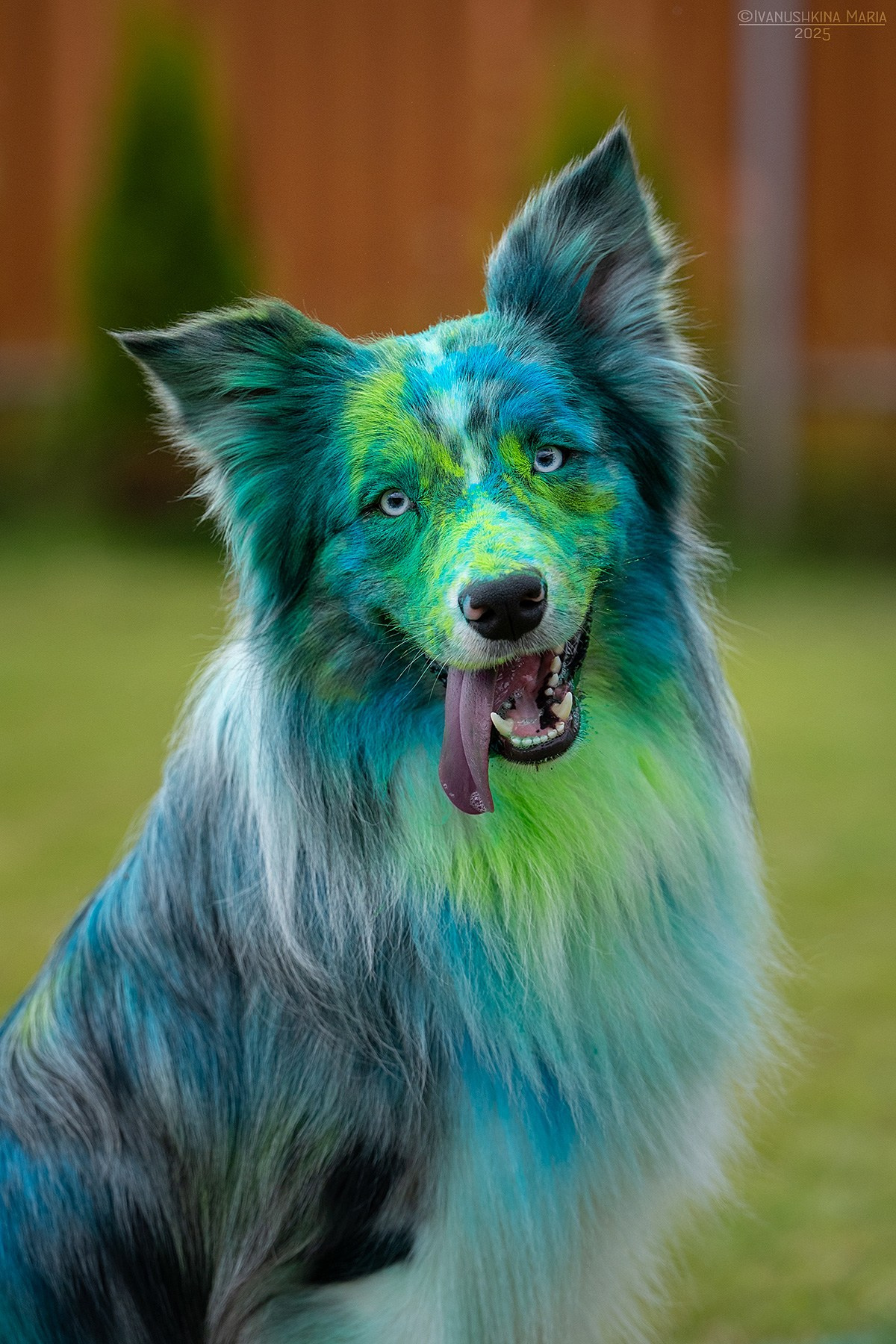 Фотосессия собаки с красками холи. Фотограф собак в Москве и Московской области Иванушкина Мария