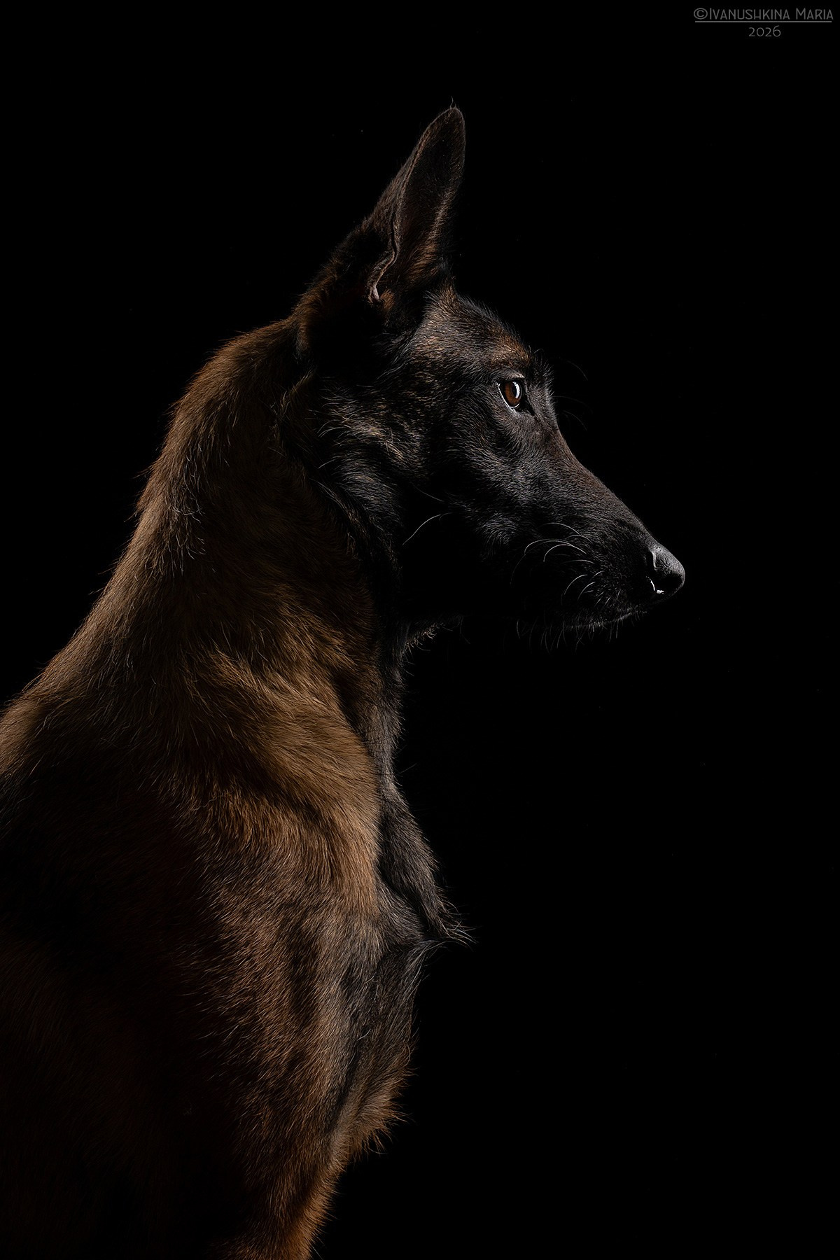 Фотосессия собаки в студии. Фотограф собак в Москве и Московской области Иванушкина Мария