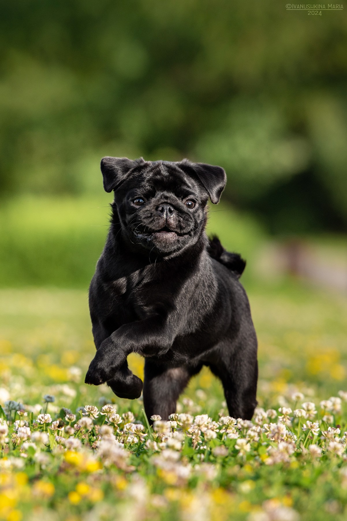 Фотосессия щенков на продажу. Фотограф собак в Москве и Московской области Иванушкина Мария