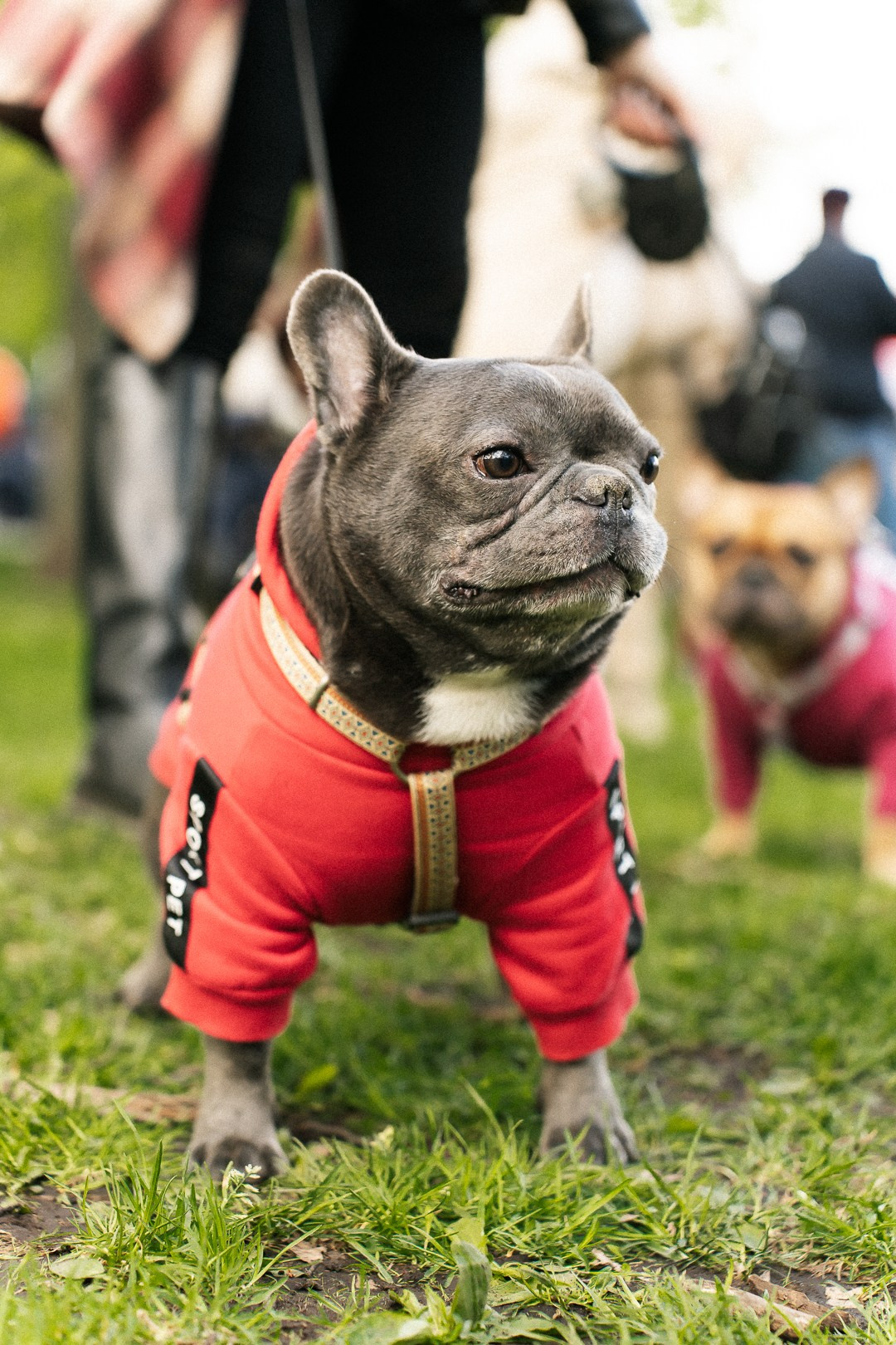 Парад Бульдогов. Axenov_eugene