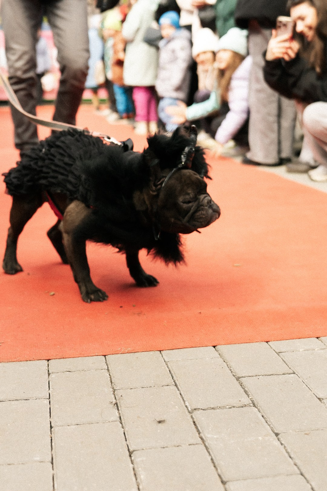 Парад Бульдогов. Axenov_eugene