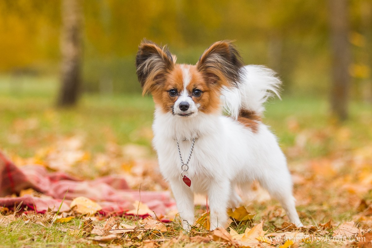 На природе. Семейный и детский фотограф в Москве Мария Быкова