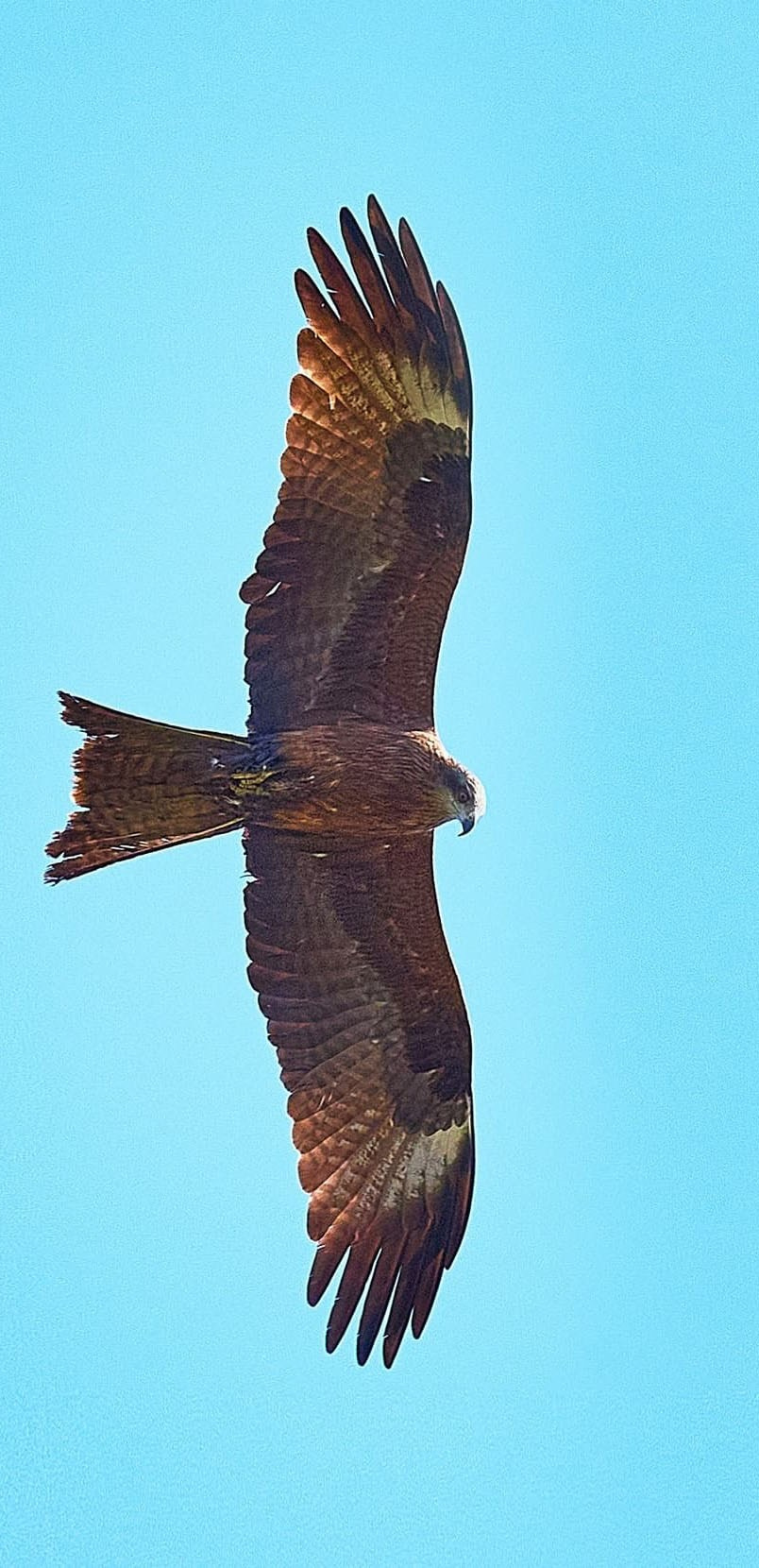 Международная онлайн-фотошкола Сергея Рожнова