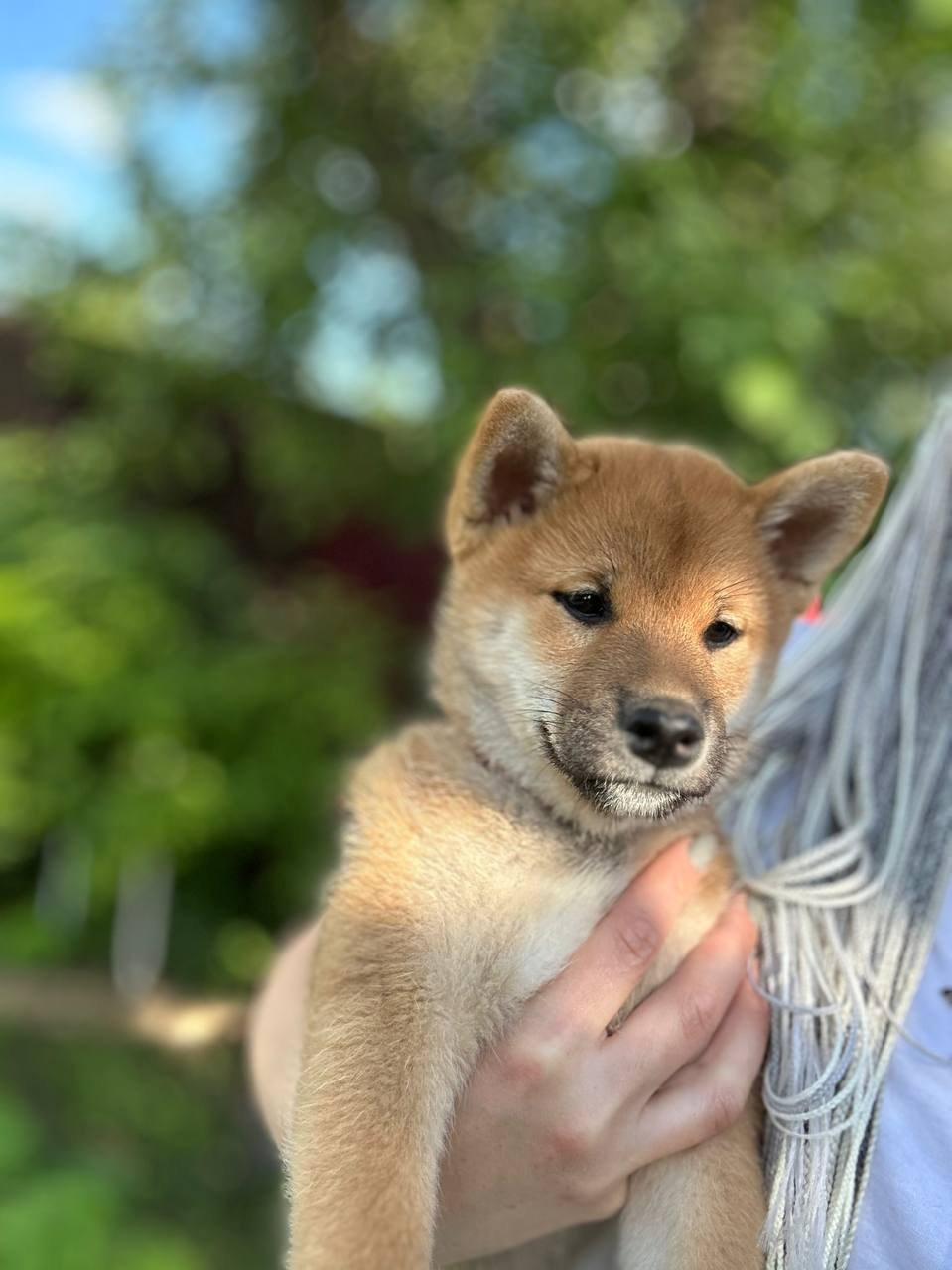 сиба питомник Рубилайт щенки на продажу rubylight  сиба щенки купить СПб Санкт-Петербург