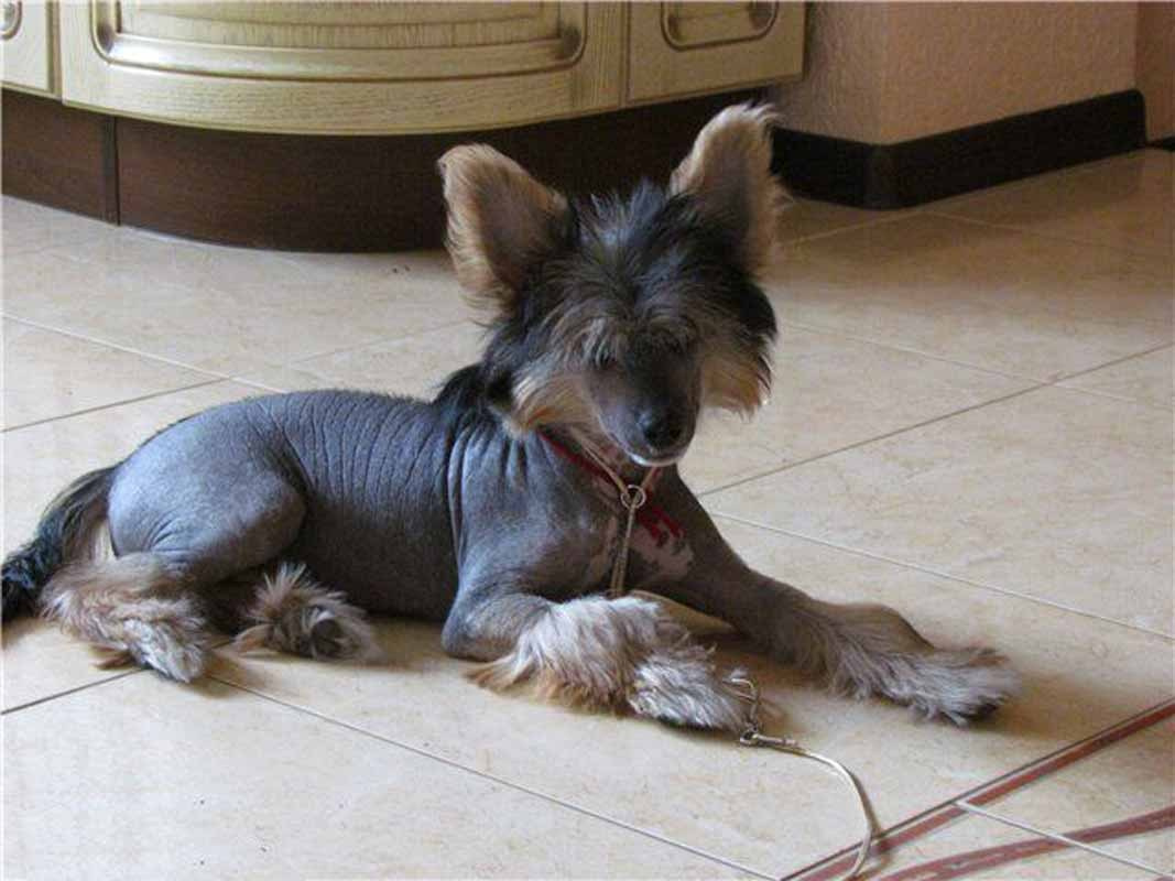 Нерону (Zlato Dinastii Neron) — 14 лет. Поздравляем тебя, наш знаменитый папа!. Питомник китайских хохлатых собак Poale Ell: купить щенка