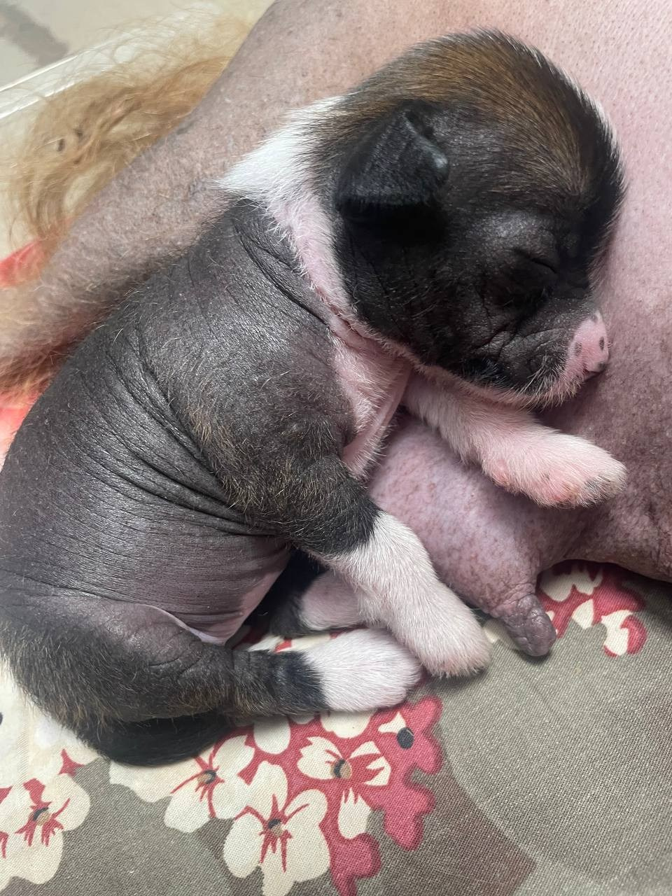 Poale Ell Deniz (Дениз). 13 дней ребенку. Сладко спит девочка.