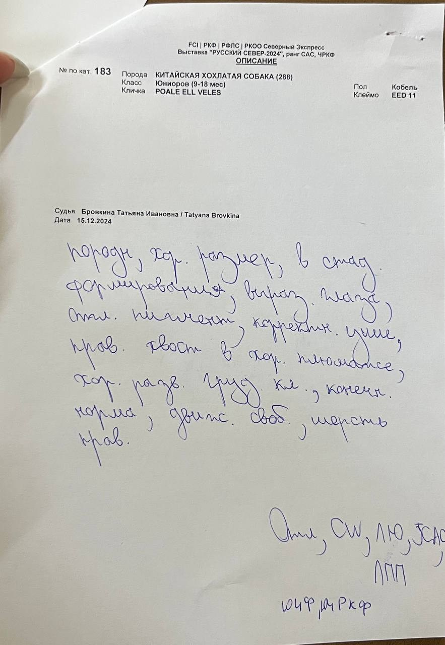 Poale Ell Veles. Chinese Crested Dog Kennel Poale Ell