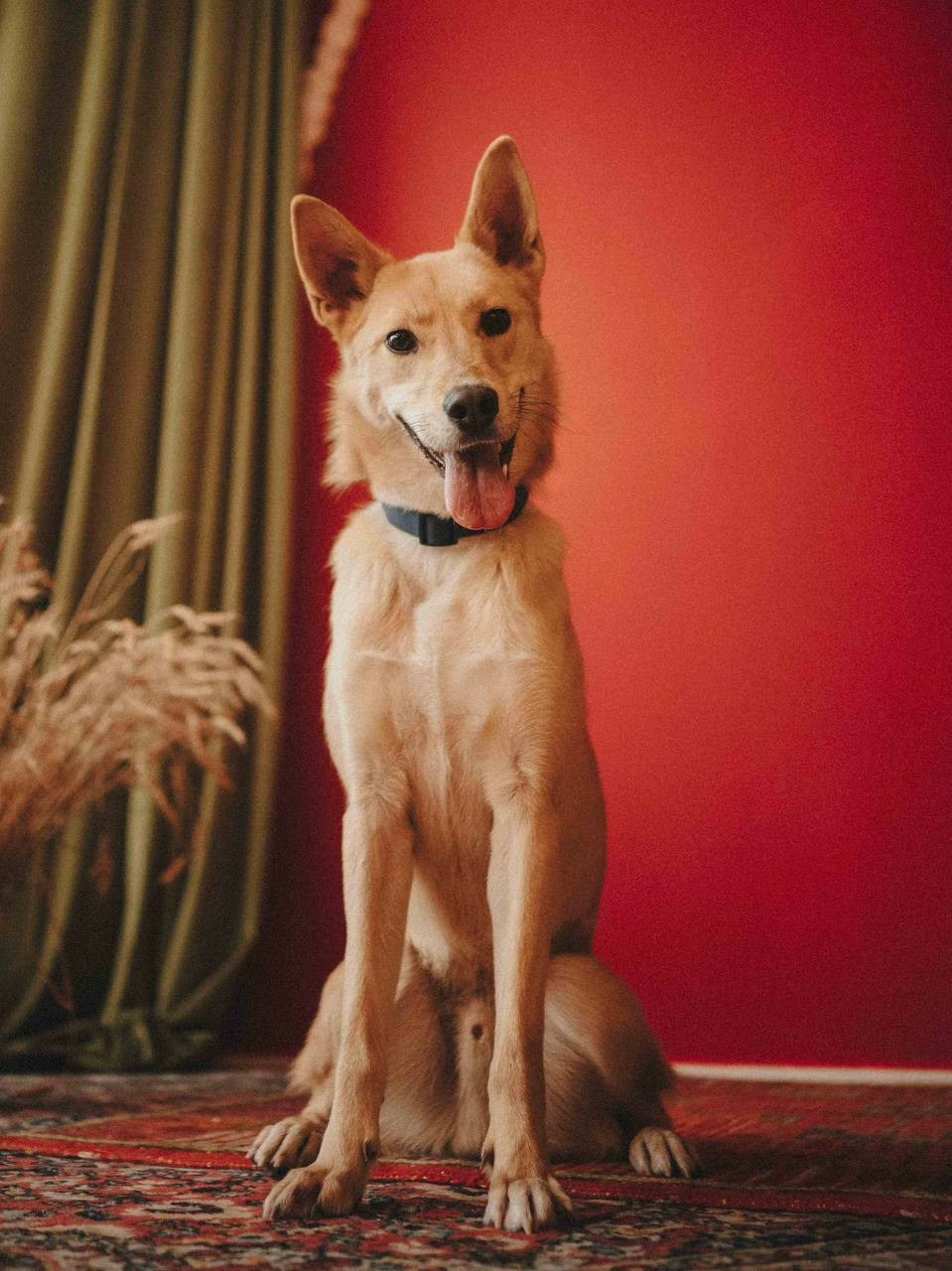 Ищут дом. Забери домой друга