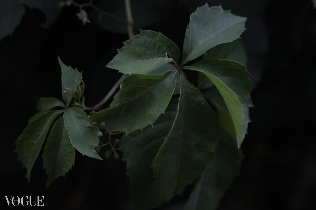 Editorial. Фотограф Наталия Новгородова. Портрет, fashion, Beauty