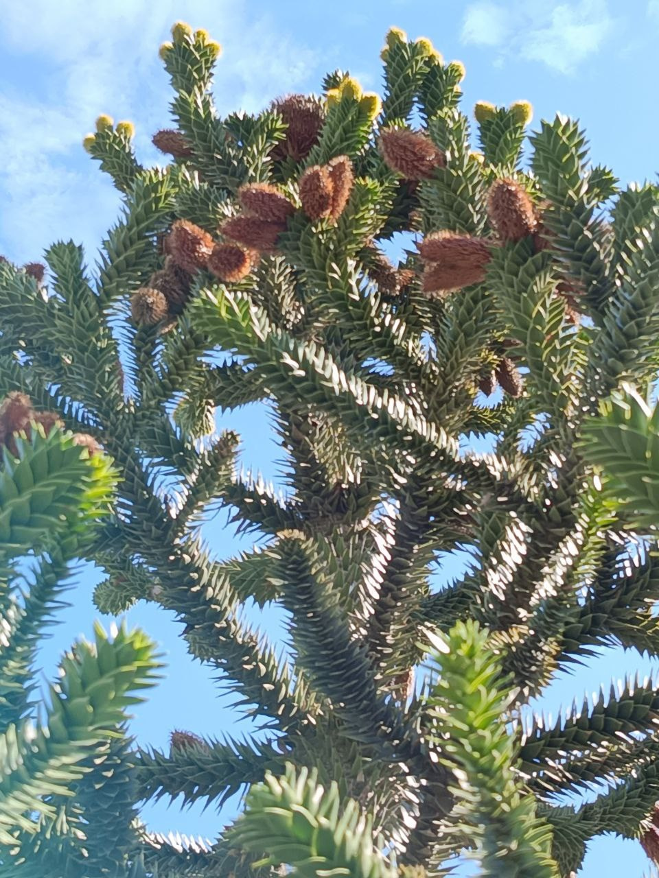 2025-09-22 Анапа. Собор Отрасли