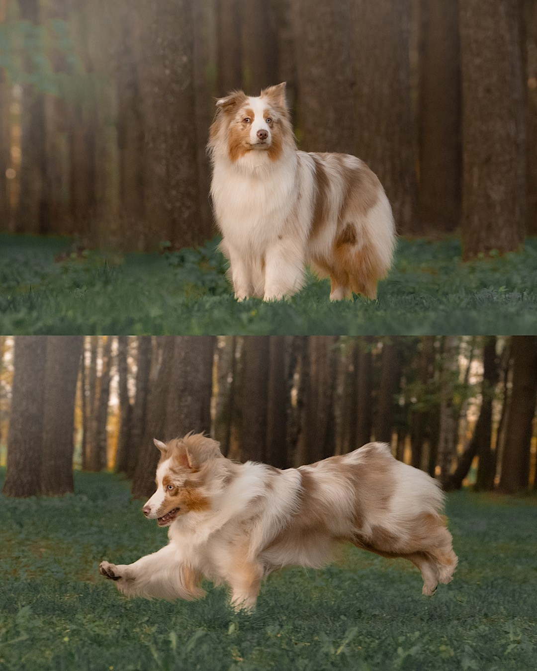 Света, Катрин, Умка. Фотограф анималист в Москве и Санкт-Петербурге Свиридова Анна