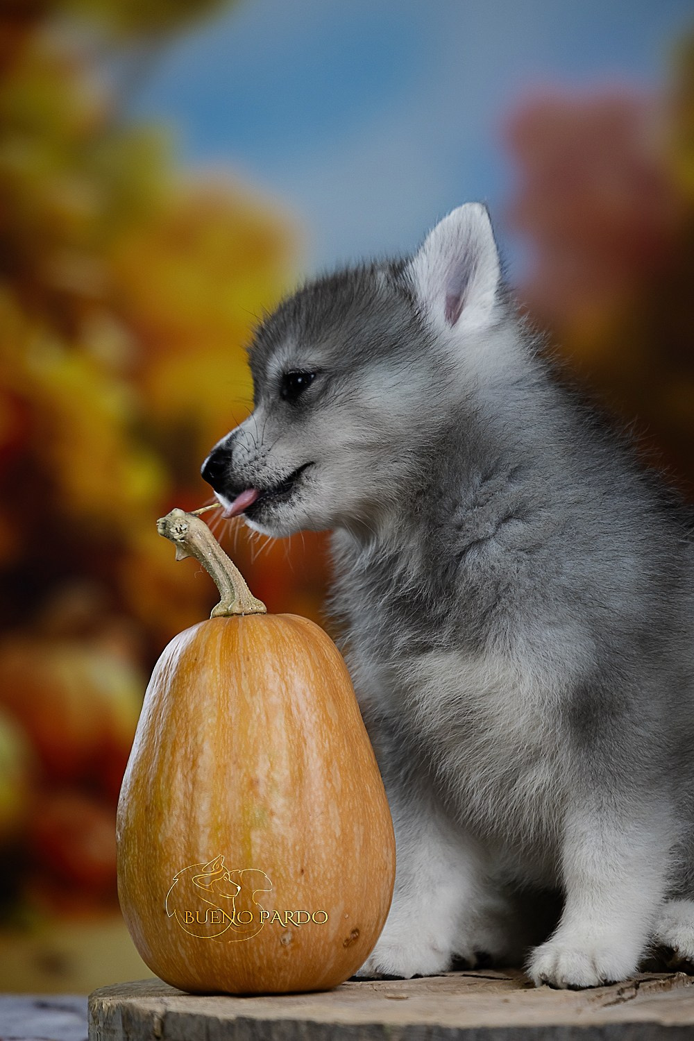 Щенки сибирского хаски из питомника. Питомник собак Акита, Хаски, Корги