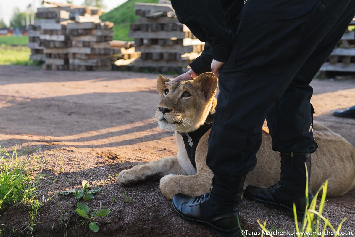 STRELKA. Репортажный и семейный фотограф в Санкт-Петербурге Тарас Марченко