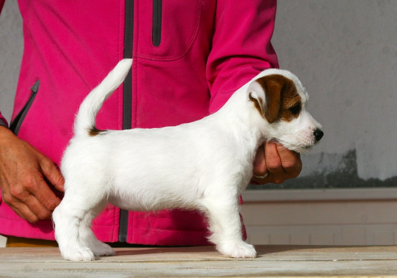 Female 1 brocken not available at this moment. Lovely-Orange питомник джек рассел терьеров